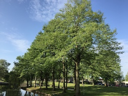 Gemeentelijk bomenbeleid